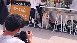 当我给狗请了个替身