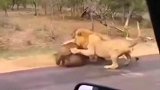 水牛被狮子追赶，突然杀了个回马枪，狮子的反应太搞笑了