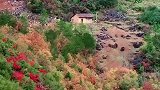 深山一土屋，一人，一狗，一手机，一个月你敢住吗