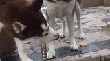 哈士奇二哥你在咬啥呢，我也来咬一口！