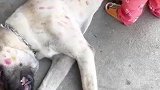 饱受孩子折磨的狗子，狗子嘛时候你才去上课啊
