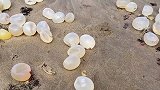 海滩上千颗“巨型珍珠”，遭到游客疯抢，渔民：不稀罕！