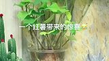 红薯藤什么时候会爬墙的