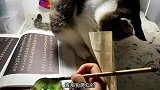 喵大夫：你这属于疑难杂症，没救了
