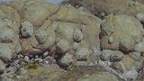 总有一些叶片，被海浪从茎秆上扯下来，并且拍向海滩