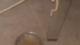 第一批回村的猫已经被拴起来了