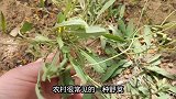 农村孩子的专属回忆，怎么吃都不是小时候的味道