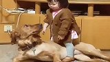 金毛：她该不会咬我吧