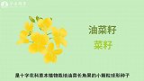 期货入门系列动画课程：解码期货合约｜油菜籽期货