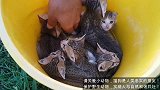 猫妈妈和小猫们一起去公园，终于可以自由自在的玩耍了！