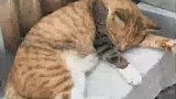 网友晒自家大橘猫，大花臂引起网友们热议