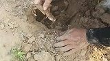 干涸的鱼塘下面藏着好多鱼