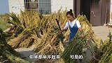 河南农村小伙磕芝麻,让嫂子来帮忙,嫂子干活的样子真搞笑