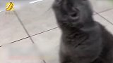 因冻伤失去四爪 残疾猫咪被安上仿生假肢
