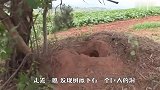 母狗突然离家出走，跑到村边的土洞中，看到洞里这一幕感动了
