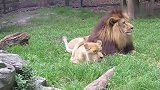 母狮使出各种招数想要引起雄狮注意，雄狮看都懒得看一眼