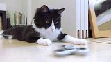 铲屎官在猫咪面前玩指尖陀螺，猫咪却一脸不屑
