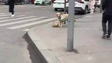 在路上看见独自出门买菜的狗狗