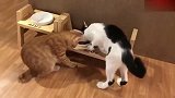 橘猫要偷吃奶牛猫的食物，奶牛猫：谁允许你吃的！
