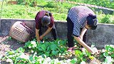 魏二姐抄了一份野菜，她说太好吃了，下饭都不够！