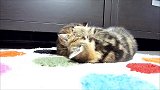 在地毯上翻滚的猫咪，这玩的不亦乐乎的模样，真是可爱呢！