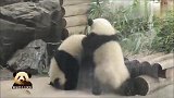 熊猫宝宝梦想和梦圆的熊生字典里，大写加粗的两个字是“调皮”