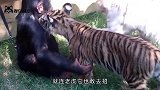 大猩猩想要拐跑小猩猩，不料人家正版妈妈来了，看完不笑算我输