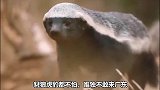 最无所畏惧的动物，你还听过说哪些平头哥的英勇故事，哈哈哈