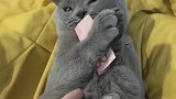 猫：我什么都不要，我就要钱！