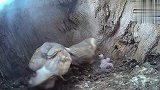 猴面猫头鹰怪异的行为，为什么要这样？