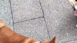 狗狗打架展示摔臀神功