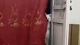 这狗子成精了，为主人招揽客源