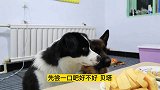 德牧的服从能力有多强？即便满嘴口水，还乖乖听话，真是太暖了