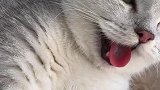 萌宠：看把猫热的，一直吐舌头快点给它开个空调吧！