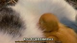 喵妈妈分享乳汁喂养小黄鸭！势单力薄的小喵争口粮不敌！