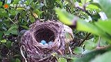 为什么鸟窝都是露天的，下大雨了该怎么办看完佩服