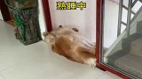 金毛谁那么缺德推我下楼梯！