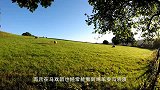 温顺可爱的绵羊，剃毛时逃跑，再回来已是六年后