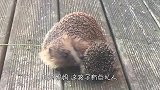 刺猬妈妈是怎样生下小刺猬的，尖刺扎着不疼吗？看完长知识了！