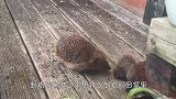 刺猬妈妈是怎样生下小刺猬的，尖刺扎着不疼吗？看完长知识了！