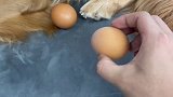 狗：原来我是个母鸡……