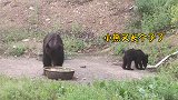 俩黑熊站点觅食吃完后悠闲离开 森管人员：吃不到就摁碎锅碗瓢盆