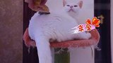 猫咪一天能掉多少毛？梳完主人崩溃了！猫：秃了！