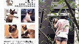 浙江一女主人万元悬赏寻猫找回后未兑现：钱给别人了