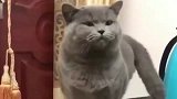 浙江蓝猫:只有铲屎官才知道