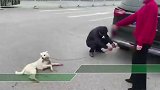 湖南一男子铁链拴狗开车拖行致出血 路人看见后当街开骂让人解恨