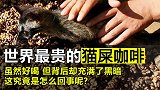 世上著名的“猫屎咖啡”是怎样起源的为何会这么昂贵