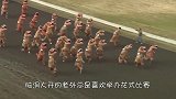 国外举行剃羊毛比赛，速度快到来不及反应，羊：感觉有点秃然！