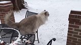 大雪天里在外玩耍的猫咪，看这上高台的姿势，真是帅呆了！