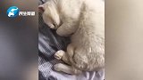 猫咪的呼噜声仿佛有飞机经过